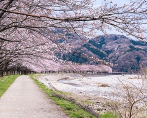 Cherry blossoms views: 7 best spots to see blooming sakura in Japan