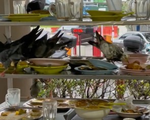 &#039;Spreading disease&#039;: Diners blame tray-return rule after numerous pigeons spotted picking food off trolley