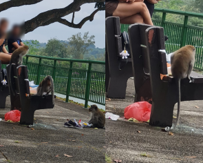 Man posts photo accusing couple of feeding macaques in reservoir, gets chided by netizens