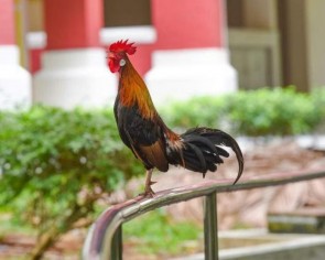 &#039;I really wouldn&#039;t mind them being culled at this point&#039;: Complaints of wild chickens around HDB blocks on the rise