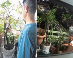 Man catches neighbour sabotaging his plants along HDB flat corridor but she claims &#039;they&#039;re wilting because of poor soil quality&#039;