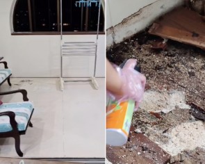 &#039;Avoid parquet at balcony area&#039;: Man finds hundreds of termites hiding under flat&#039;s floor