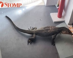 &#039;Awaiting NParks to come rescue us&#039;: Bedok resident trapped after monitor lizard camps outside his flat