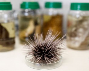 Red Sea epidemic kills off sea urchins, imperilling coral