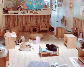 5 animal cafes you won&#039;t want to miss