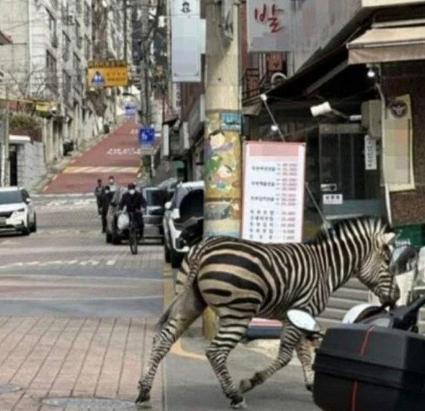 Stop, there&#039;s a zebra crossing! Escaped beast returned to zoo after roaming streets of Seoul